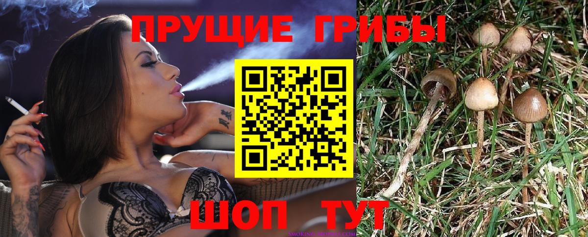 Псилоцибиновые грибы GOLDEN TEACHER  сколько стоит  Людиново  Вход с VPN 